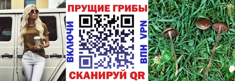 Галлюциногенные грибы прущие грибы  Купить где  Болотное 